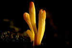 Heideknotszwam (Clavaria argillacea) RL KW, Nieuw Milligen